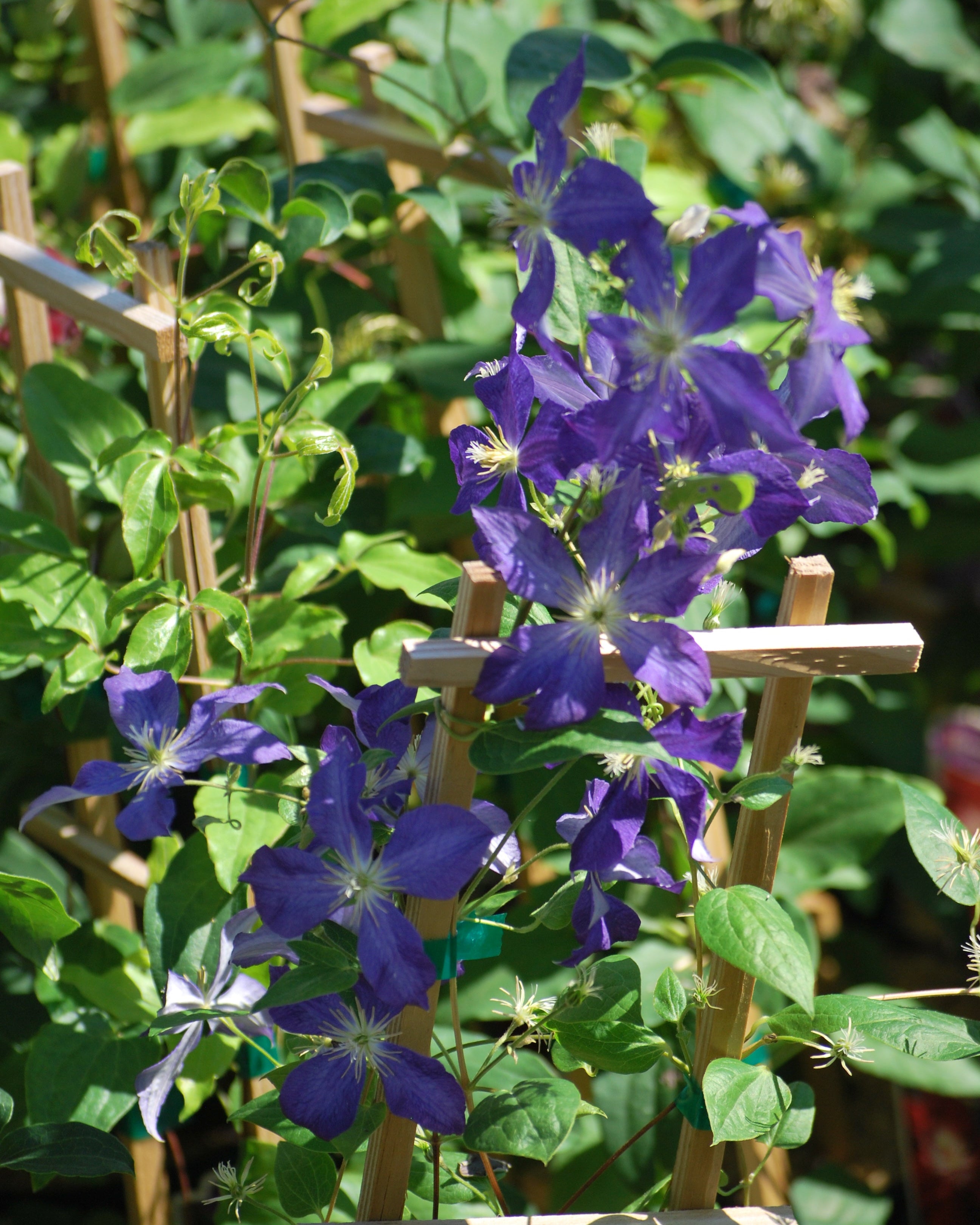 Clematis 'Jackmanii' (Hybrid Clematis) – Perennial Farm Marketplace
