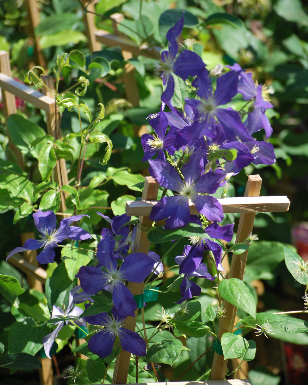 Clematis 'Jackmanii' (Hybrid Clematis)