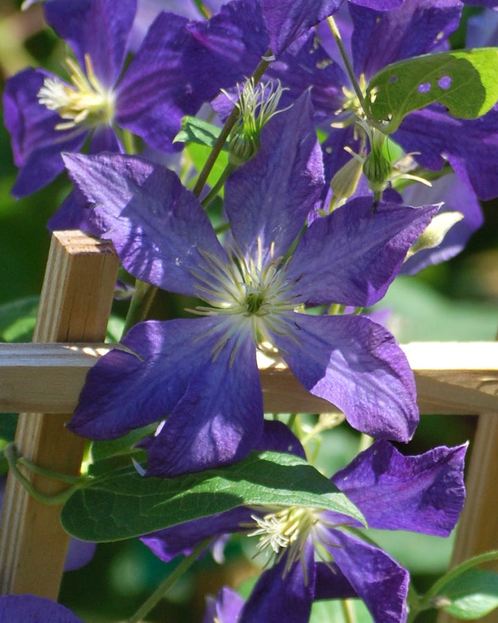 Clematis 'Jackmanii' (Hybrid Clematis)