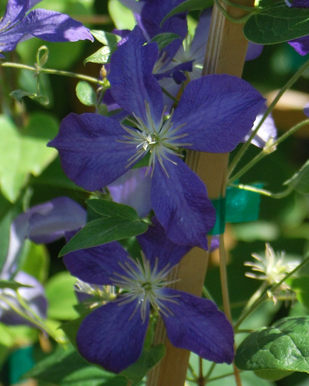 Clematis 'Jackmanii' (Hybrid Clematis)