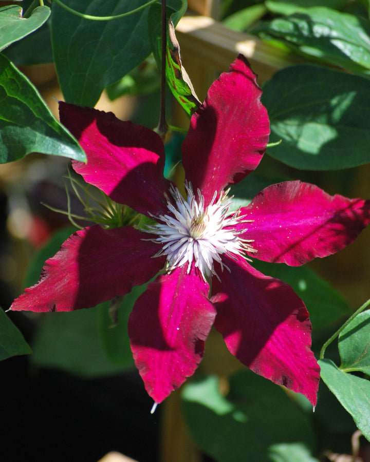 Clematis 'Rebecca' (Hybrid Clematis)