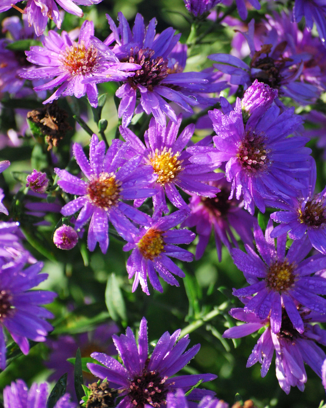 Aster dumosus 'Wood's Purple' (Purple Wood Aster)