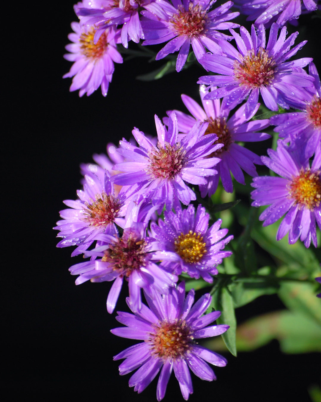 Aster dumosus 'Wood's Purple' (Purple Wood Aster)