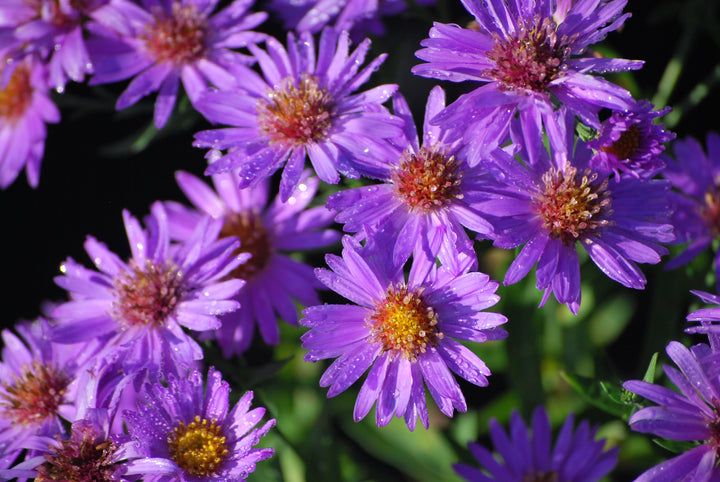 Aster dumosus 'Wood's Purple' (Purple Wood Aster)