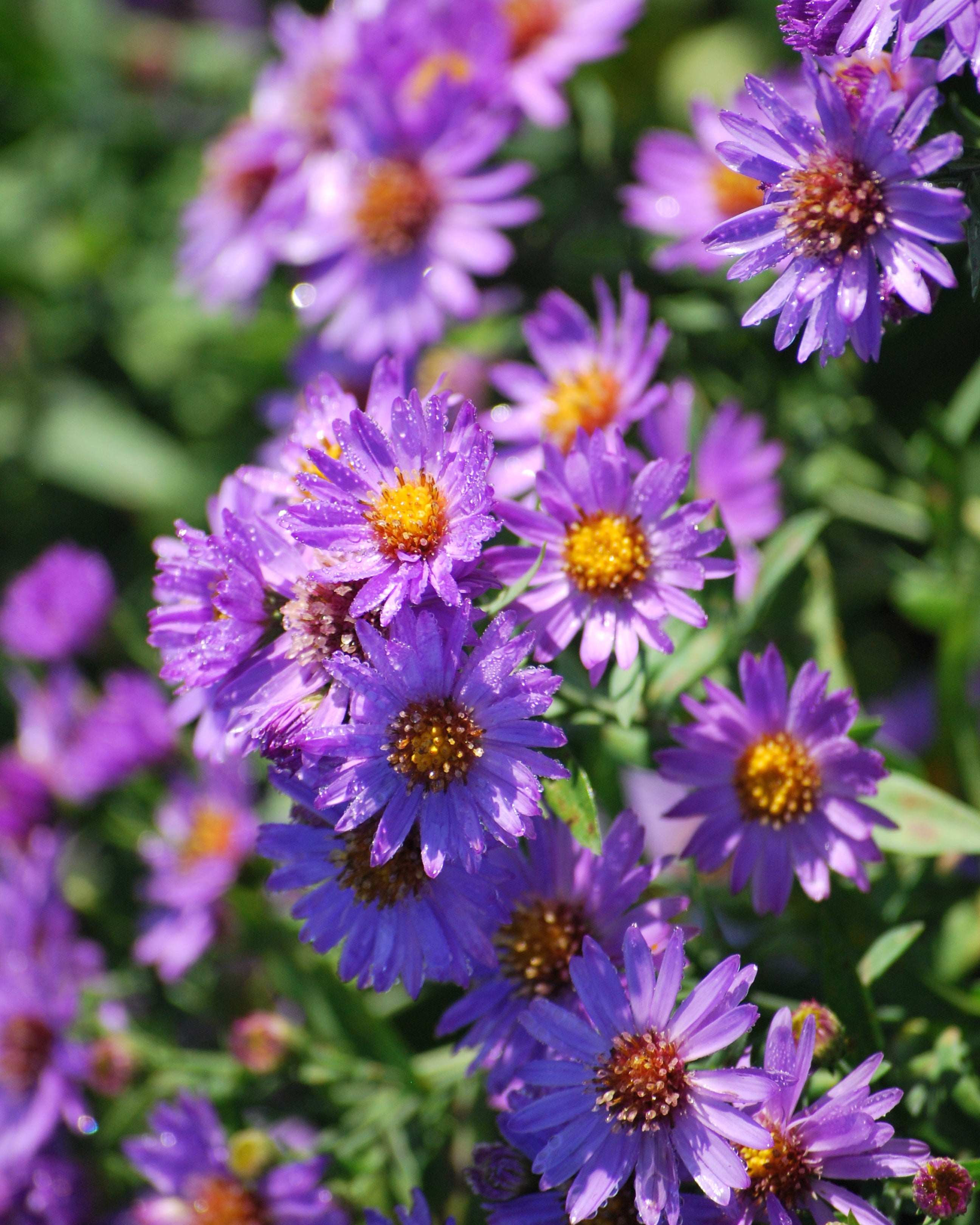 Aster dumosus 'Wood's Purple' (Purple Wood Aster) – Perennial Farm