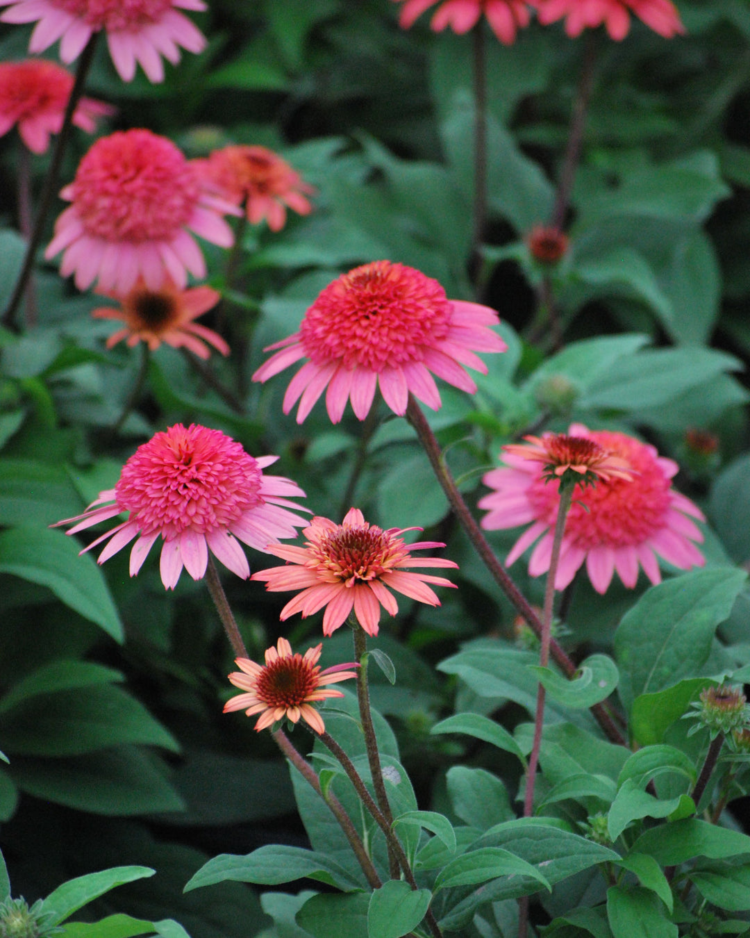 Echinacea x purpurea 'Raspberry Truffle' (Cone-fections™ Series Coneflower)