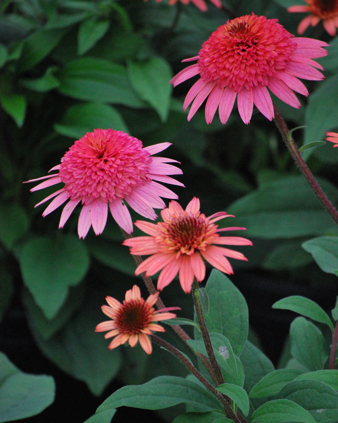 Echinacea x purpurea 'Raspberry Truffle' (Cone-fections™ Series Coneflower)
