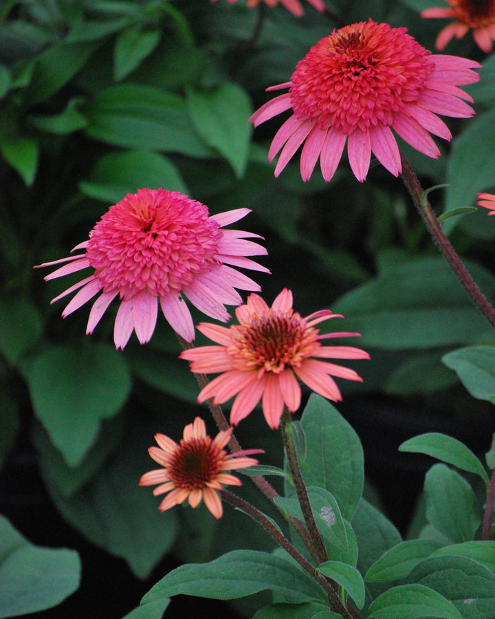 Echinacea x purpurea 'Raspberry Truffle' (Cone-fections™ Series Coneflower)