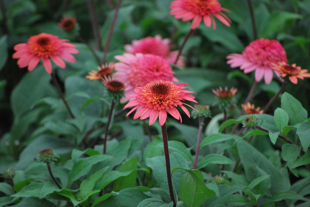 Echinacea x purpurea 'Raspberry Truffle' (Cone-fections™ Series Coneflower)
