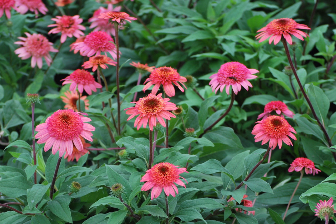 Echinacea x purpurea 'Raspberry Truffle' (Cone-fections™ Series Coneflower)