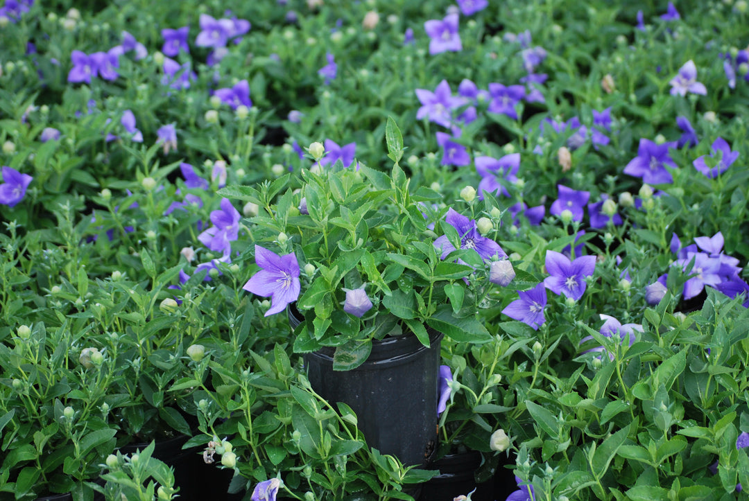 Platycodon grandiflorus 'Astra Blue' (Balloon Flower)