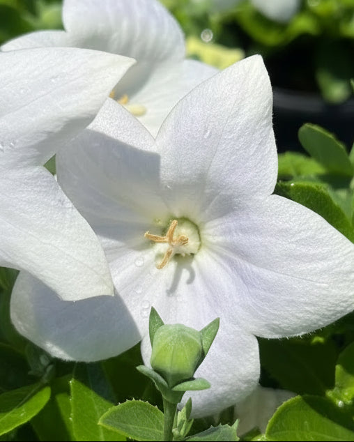 Platycodon Twinkle™ White (Balloon Flower)