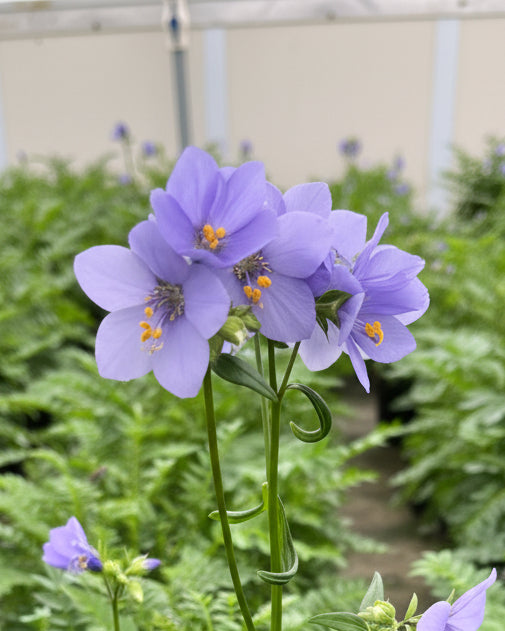 【plants market N】ブラック、レッドジェム　高さ120㎝前後 Polemonium caeruleum 'Bressingham Purple' (Jacob's Ladder