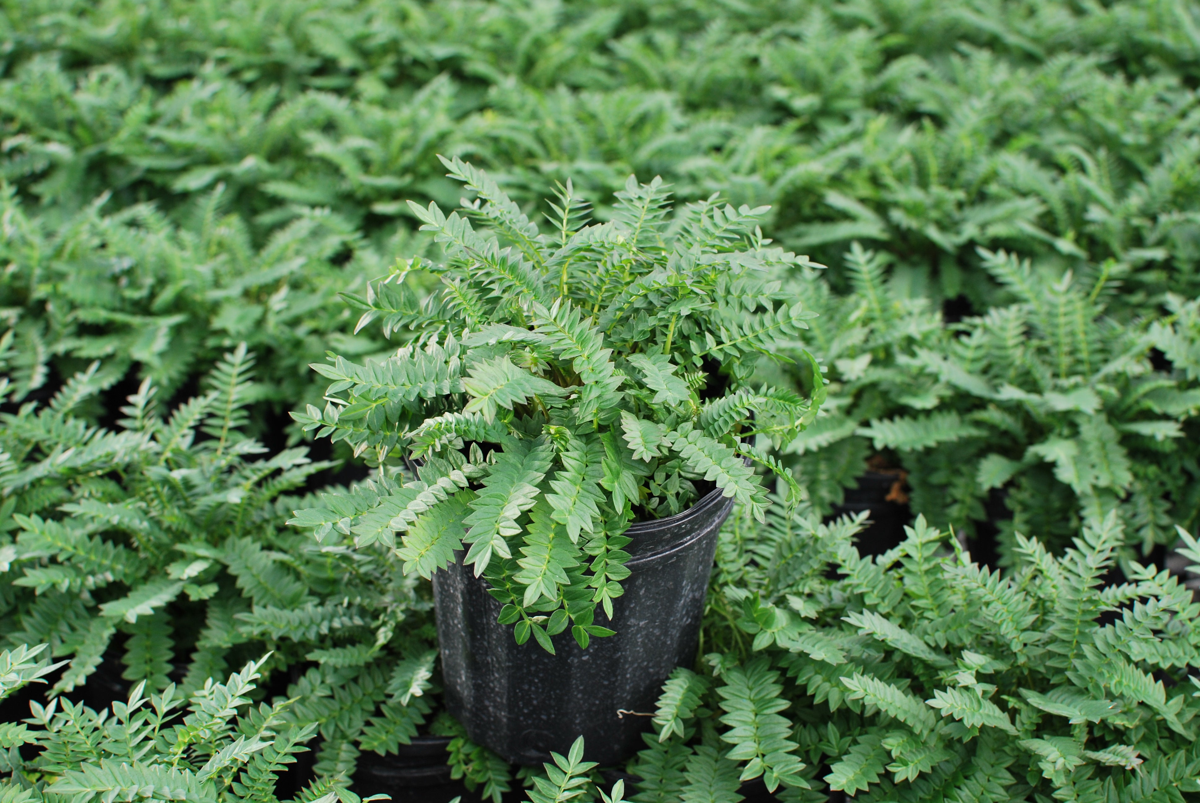 Polemonium caeruleum 'Bressingham Purple' (Jacob's Ladder