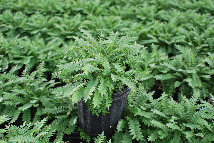 Polemonium caeruleum 'Bressingham Purple' (Jacob's Ladder)