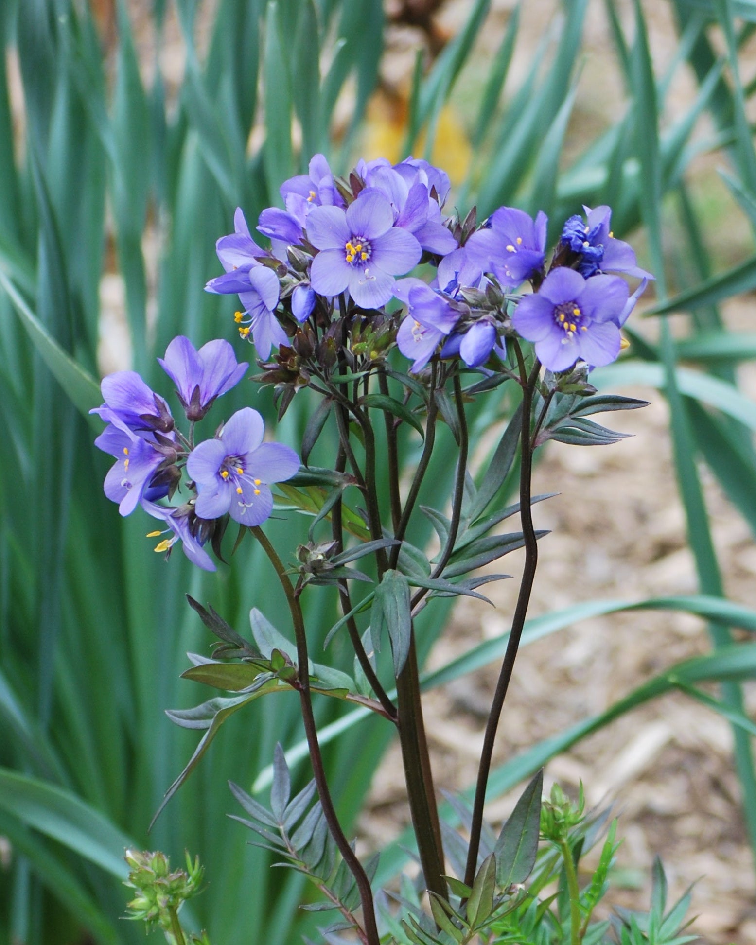 【plants market N】ブラック、レッドジェム　高さ120㎝前後 Polemonium caeruleum 'Bressingham Purple' (Jacob's Ladder