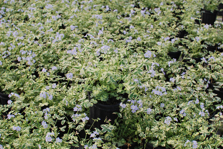 Polemonium reptans 'Stairway to Heaven' (Variegated Jacob's Ladder)