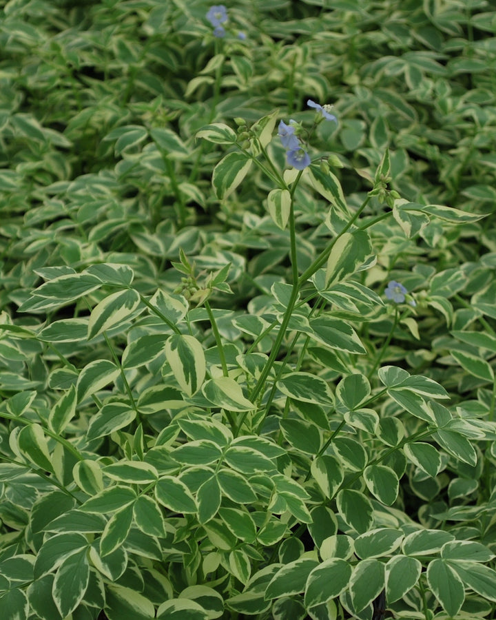 Polemonium reptans 'Stairway to Heaven' (Variegated Jacob's Ladder)
