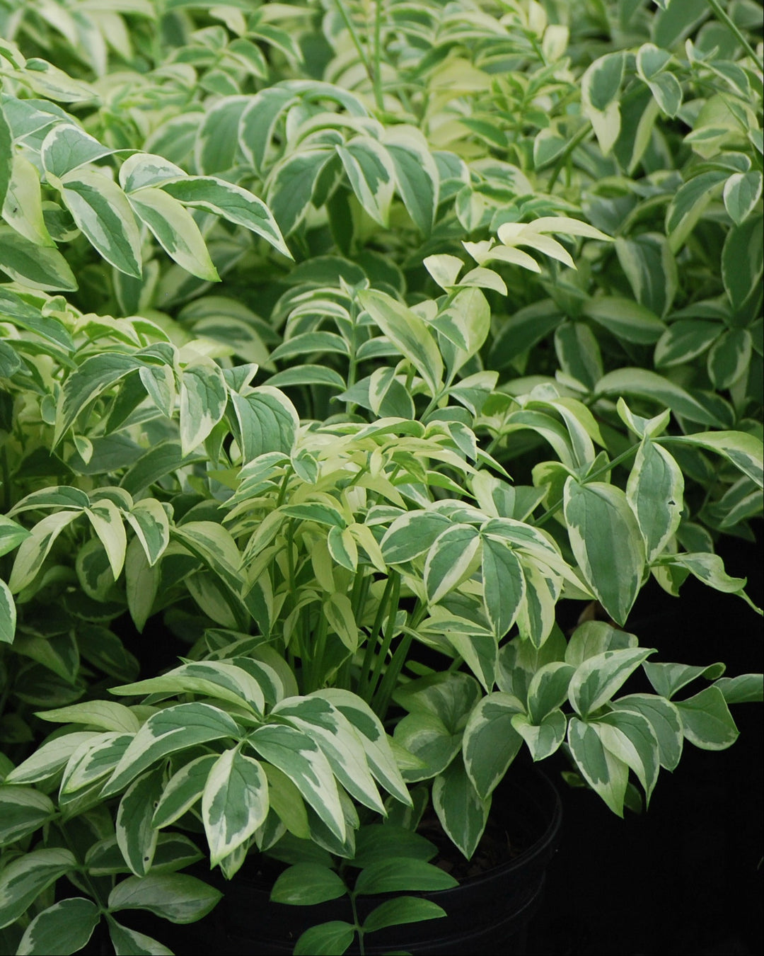 Polemonium reptans 'Stairway to Heaven' (Variegated Jacob's Ladder)