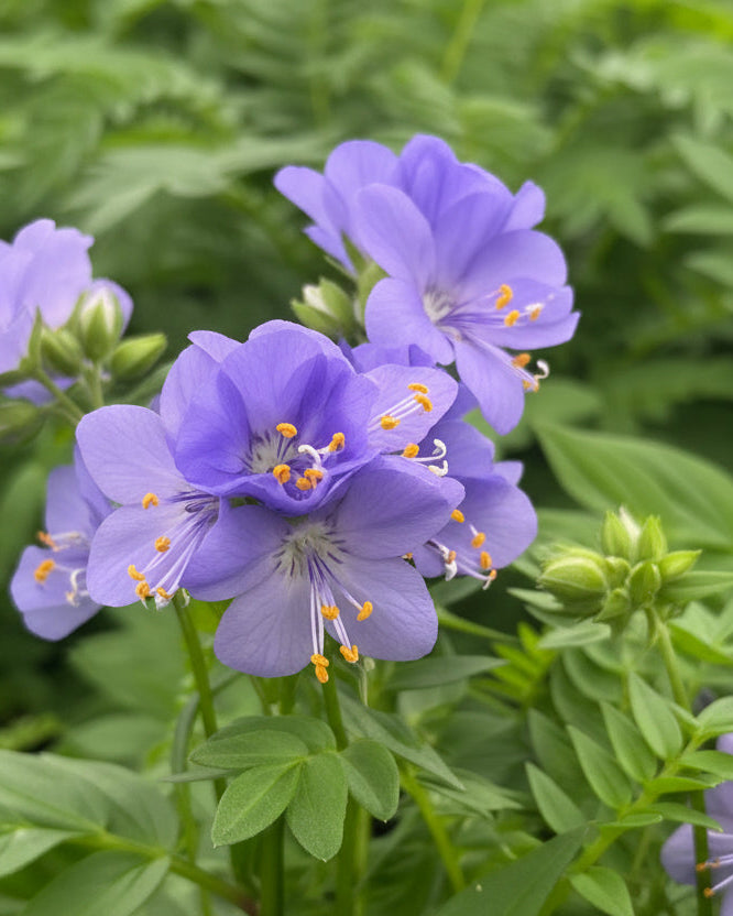 Polemonium caeruleum 'Bressingham Purple' (Jacob's Ladder)