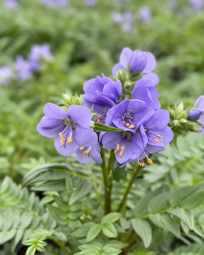 Polemonium caeruleum 'Bressingham Purple' (Jacob's Ladder)