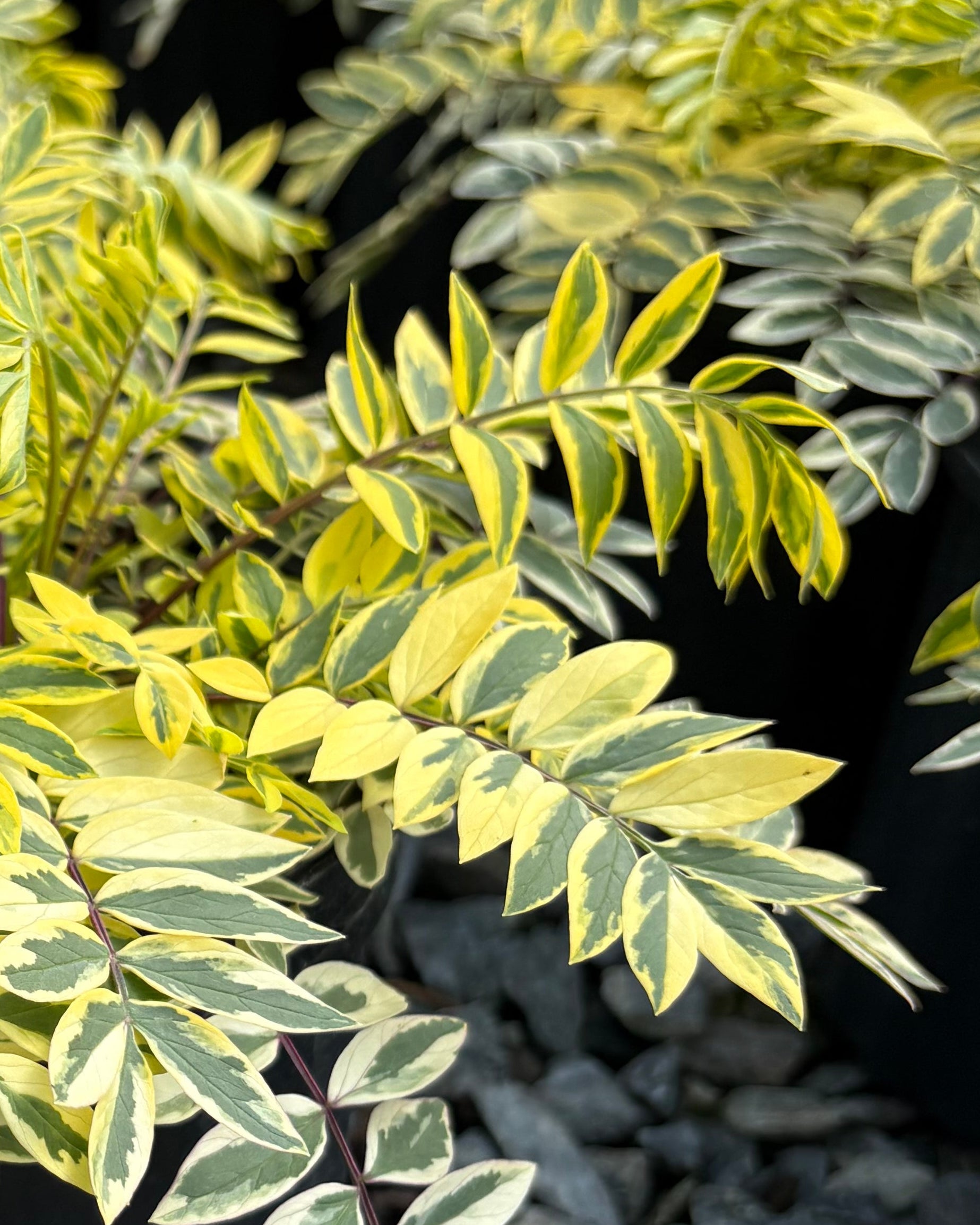 Perennial Farm Marketplace Polemonium Golden Feathers - Thumbnail 5