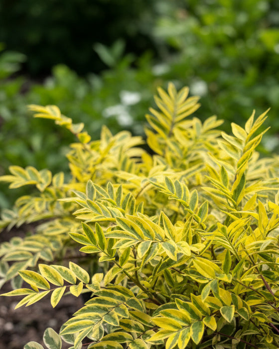 Perennial Farm Marketplace Polemonium Golden Feathers - Thumbnail 2