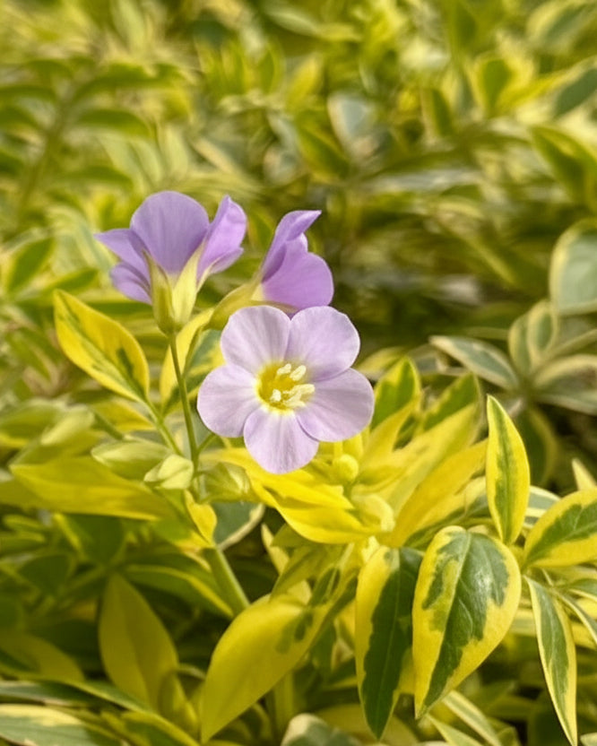 Perennial Farm Marketplace Polemonium Golden Feathers - Thumbnail 3
