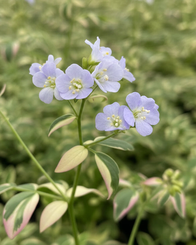 Polemonium reptans 'Stairway to Heaven' (Variegated Jacob's Ladder)