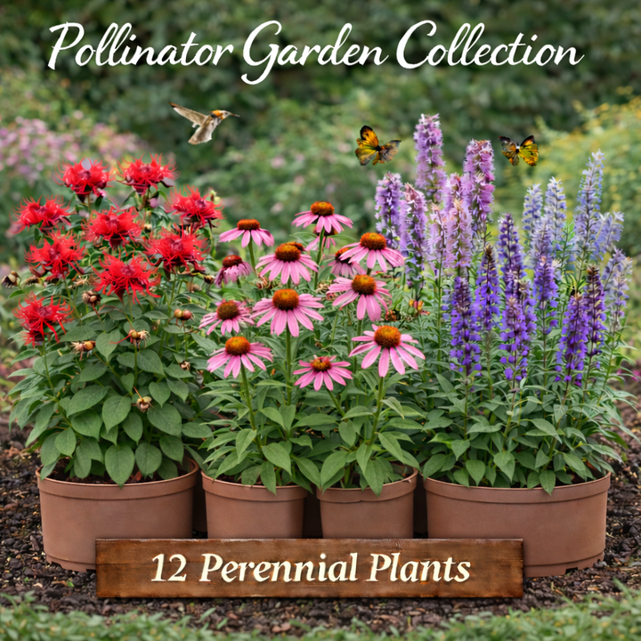 Pollinator Garden Collection – 12 Perennial Plants