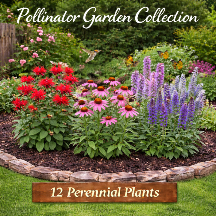 Pollinator Garden Collection – 12 Perennial Plants