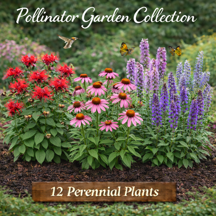 Pollinator Garden Collection – 12 Perennial Plants
