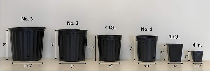 Delosperma 'Fire Spinner' (Ice Plant)