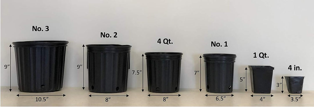 Coreopsis verticillata 'Zagreb' (Tickseed)