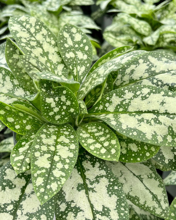 Pulmonaria x ‘Opal’ (Lungwort)