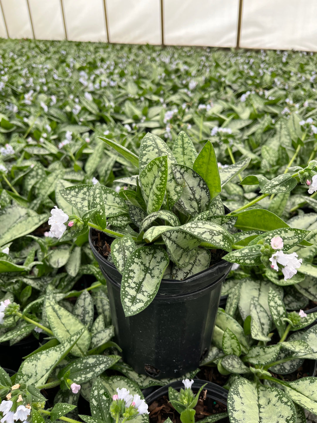 Pulmonaria x ‘Opal’ (Lungwort)