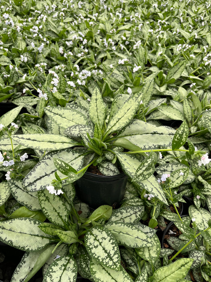 Pulmonaria x ‘Opal’ (Lungwort)