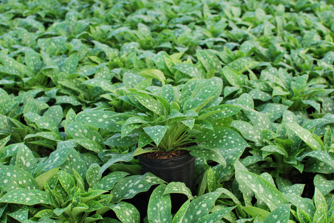Pulmonaria x 'Shrimps on the Barbie' (Lungwart)