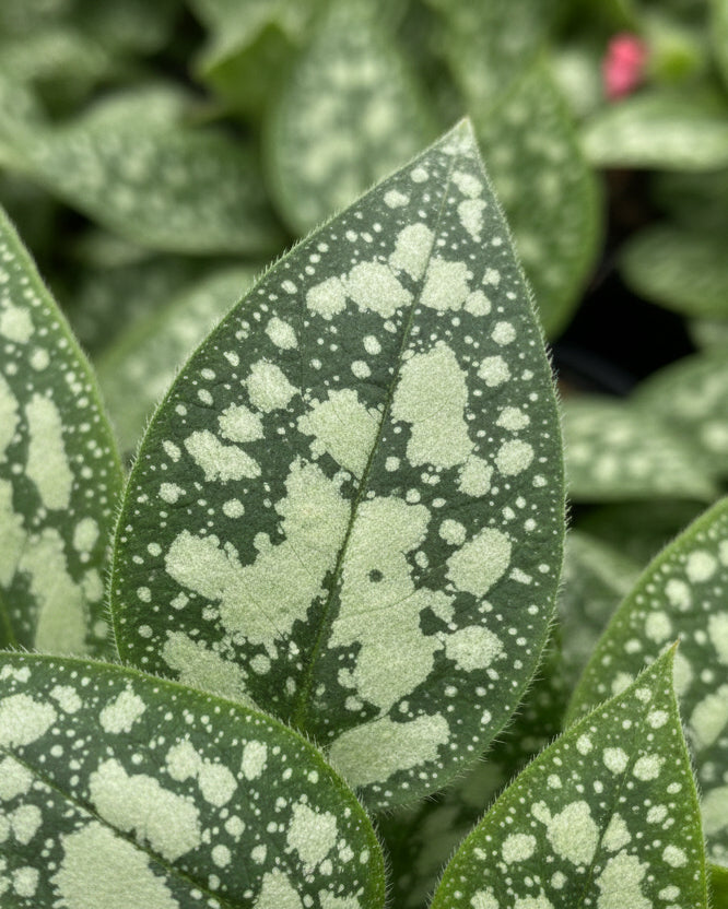 Pulmonaria x 'Shrimps on the Barbie' (Lungwart)
