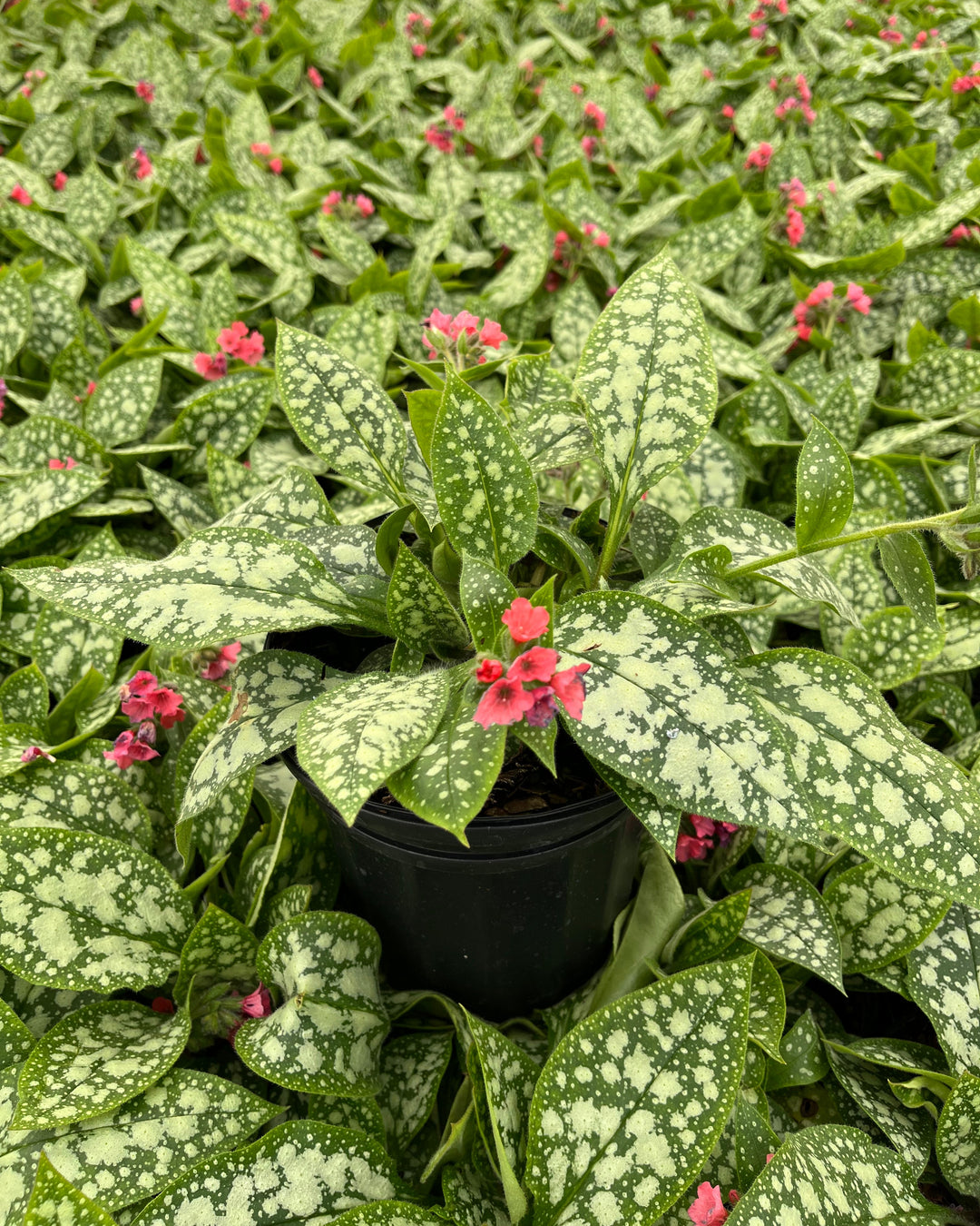 Pulmonaria x 'Shrimps on the Barbie' (Lungwart)
