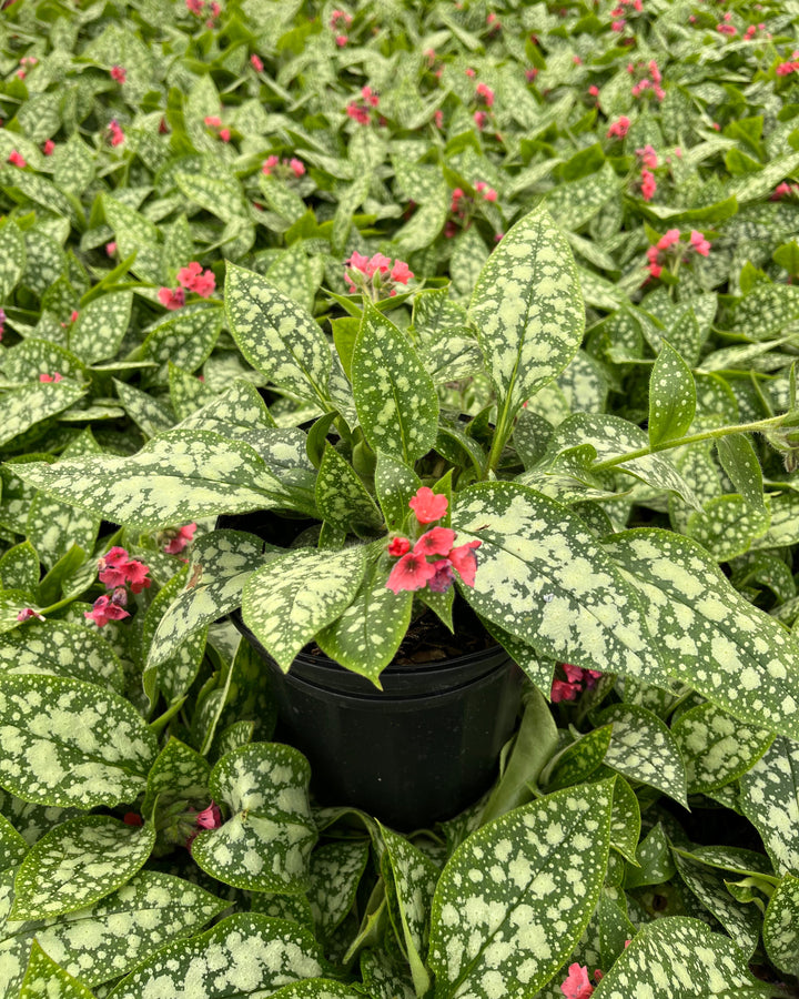 Pulmonaria x 'Shrimps on the Barbie' (Lungwart)