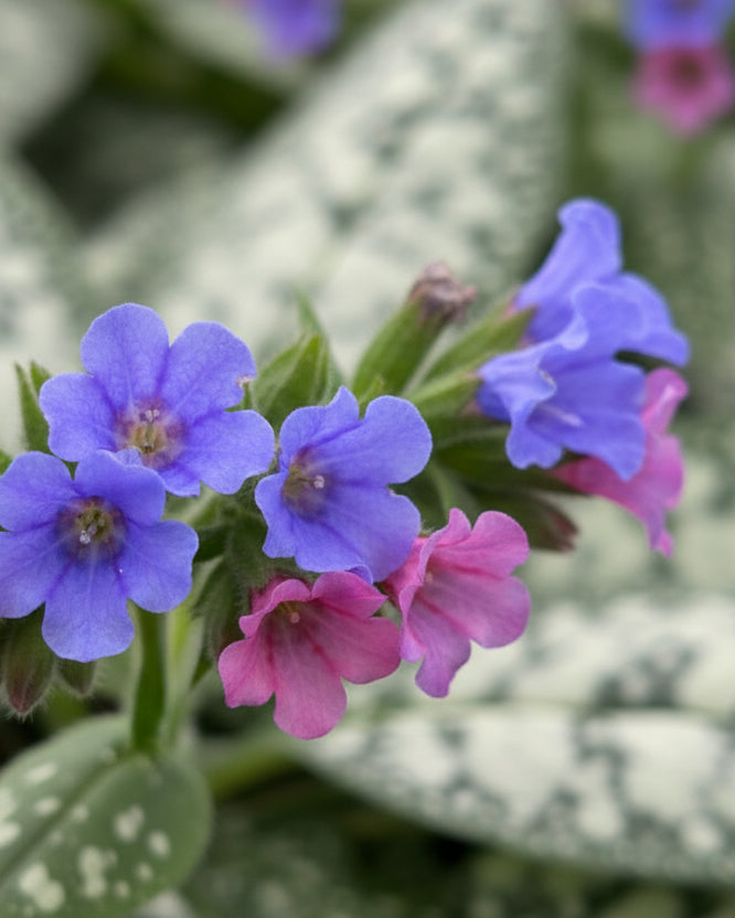 Perennial Farm Marketplace Pulmonaria Trevi Fountain - Thumbnail 2