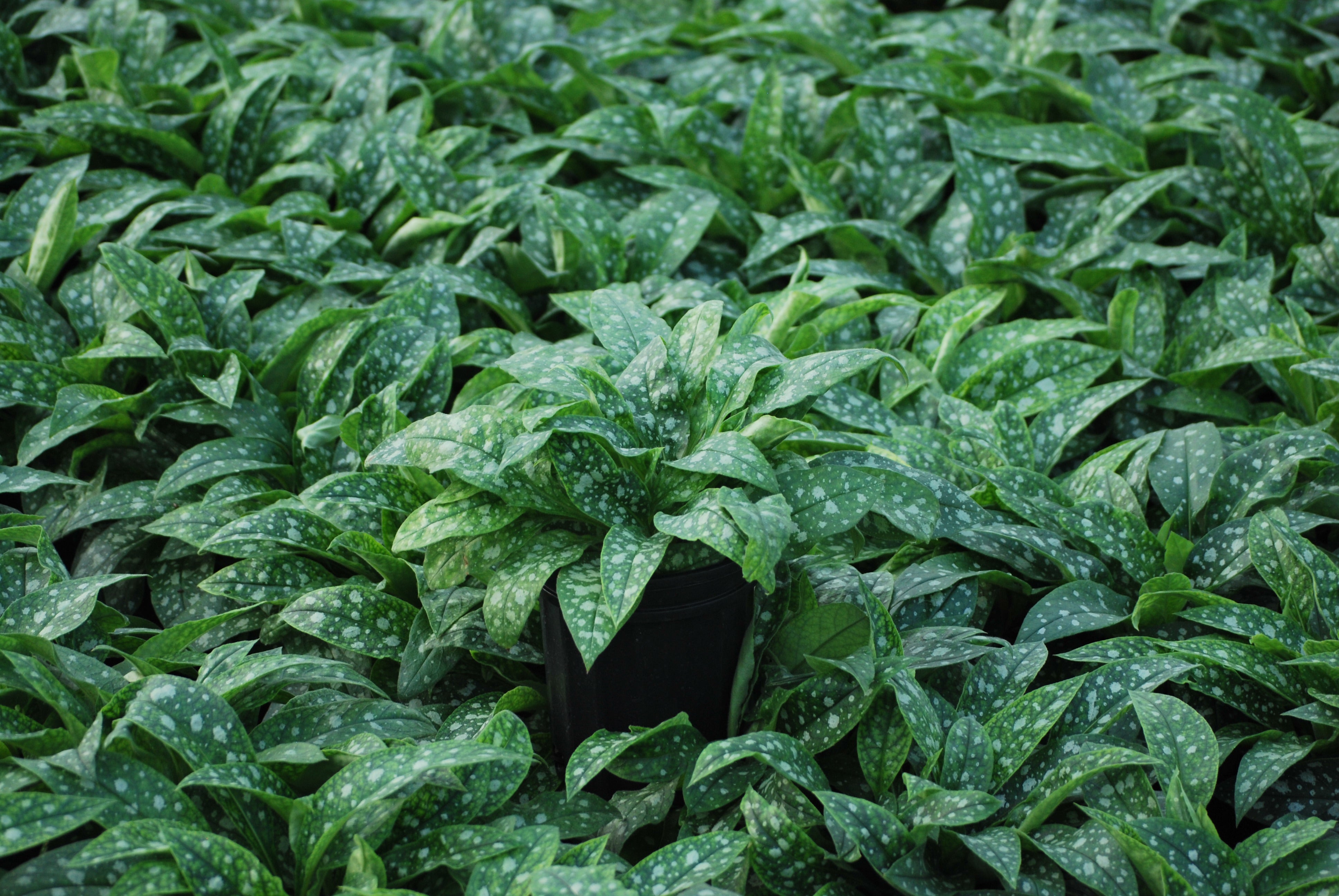 Perennial Farm Marketplace Pulmonaria Trevi Fountain - Thumbnail 3