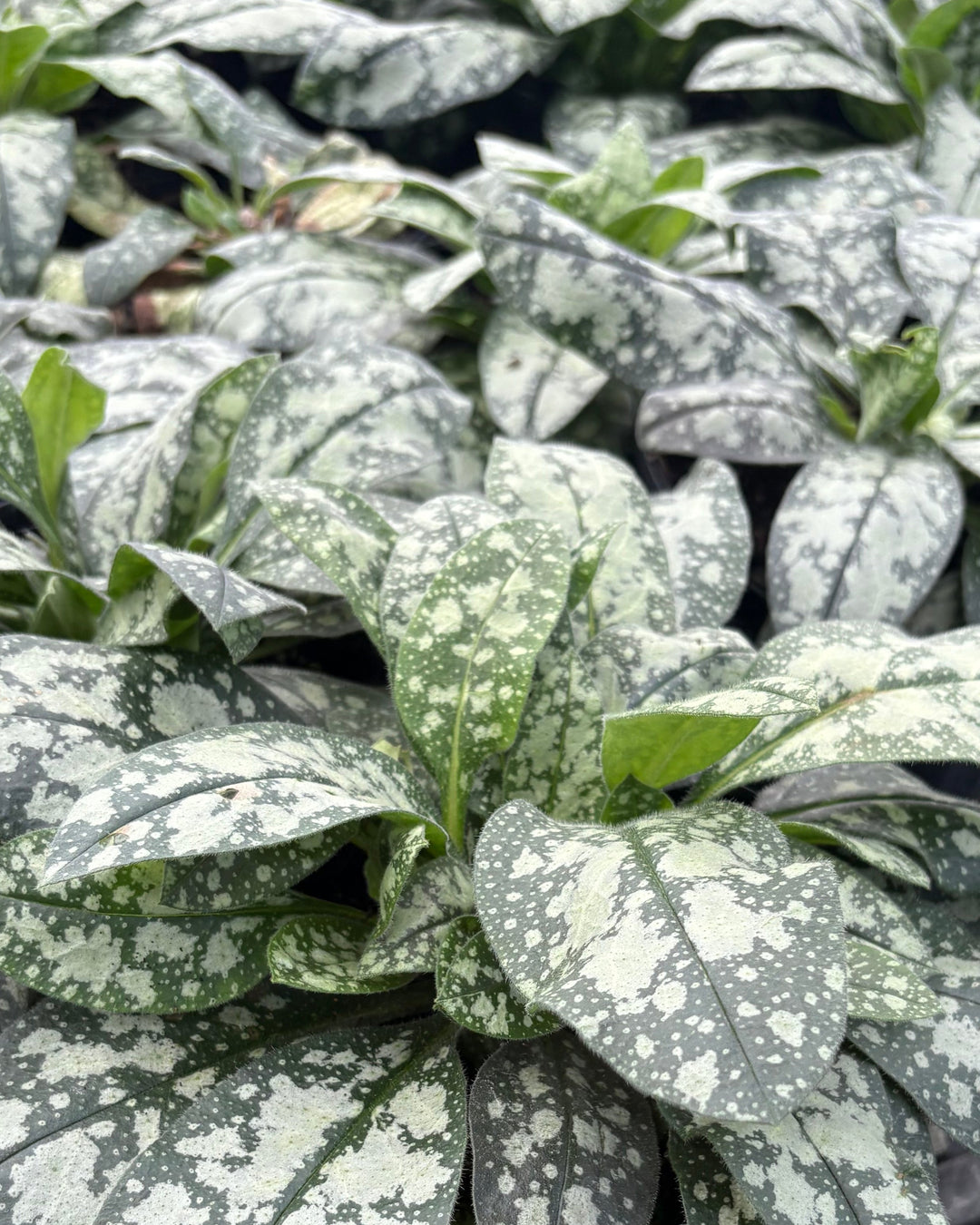 Pulmonaria x ‘Opal’ (Lungwort)