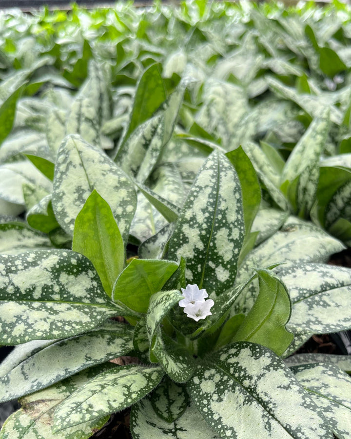 Pulmonaria x ‘Opal’ (Lungwort)