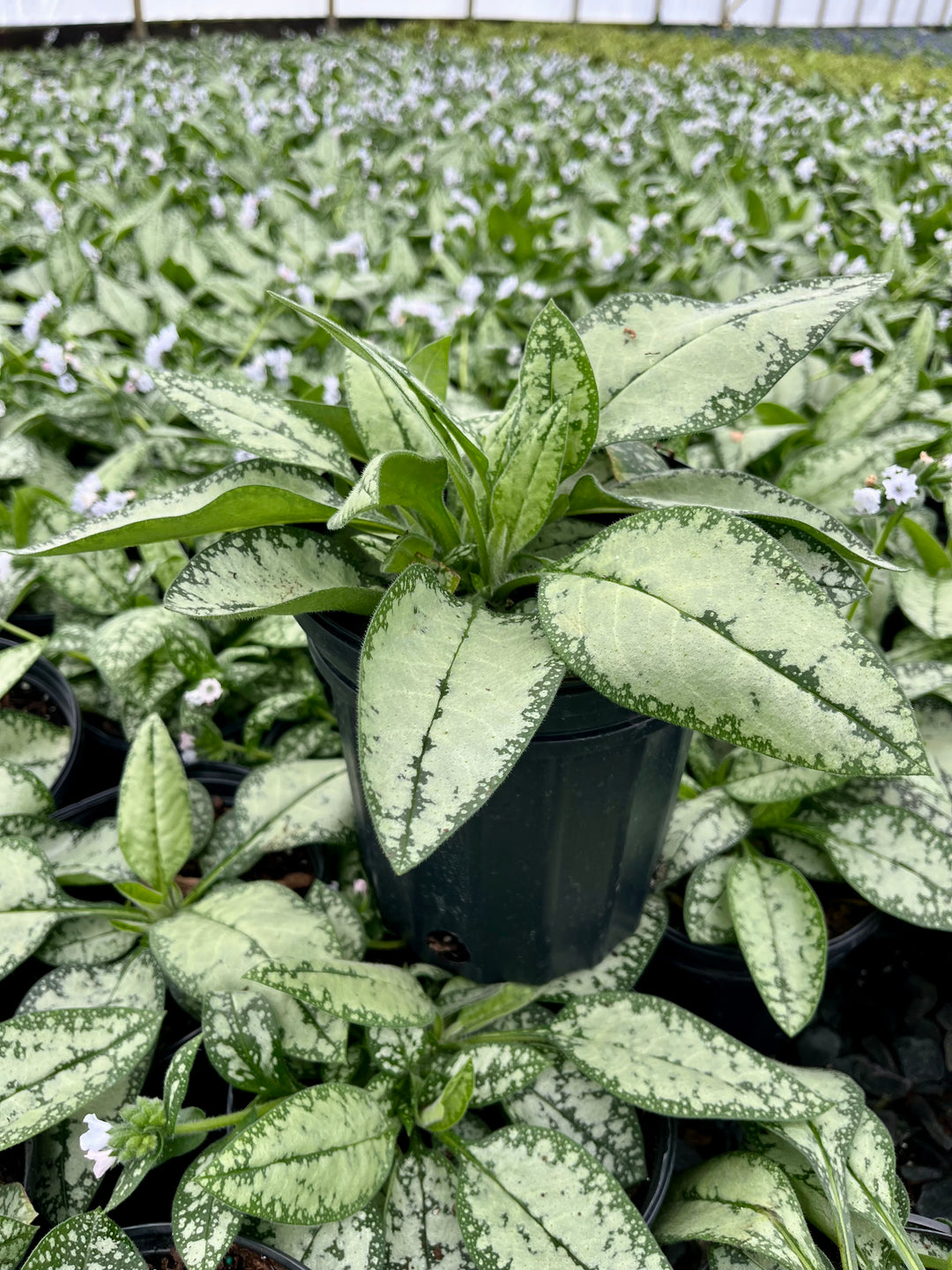 Pulmonaria x ‘Opal’ (Lungwort)