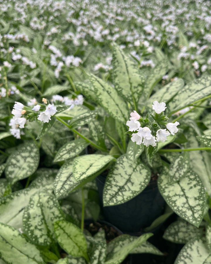 Pulmonaria x ‘Opal’ (Lungwort)