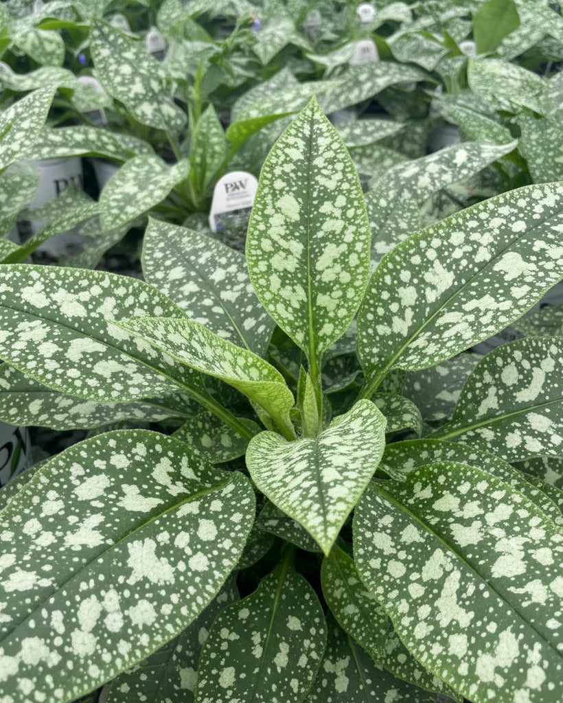 Pulmonaria 'Pink-a-Blue" (Lungwort)