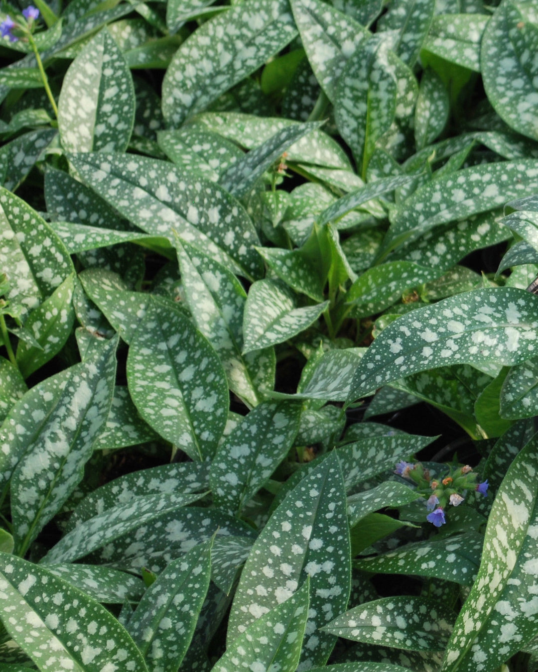 Pulmonaria x 'Trevi Fountain' (Lungwort)