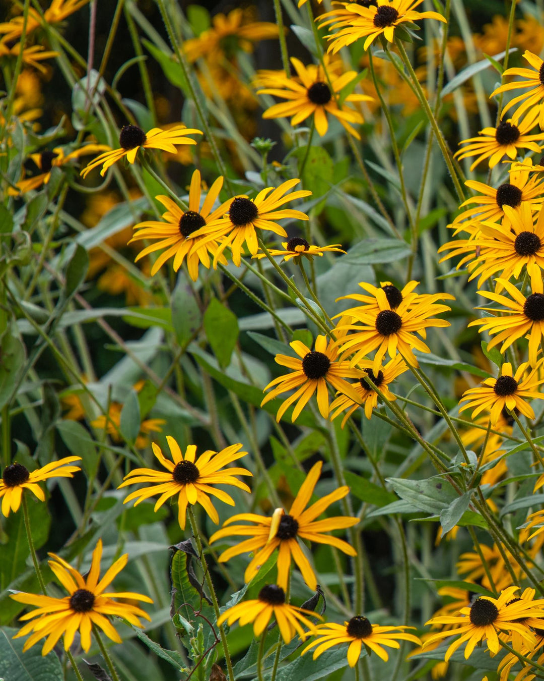 Rudbeckia hirta (Black-eyed Susan)
